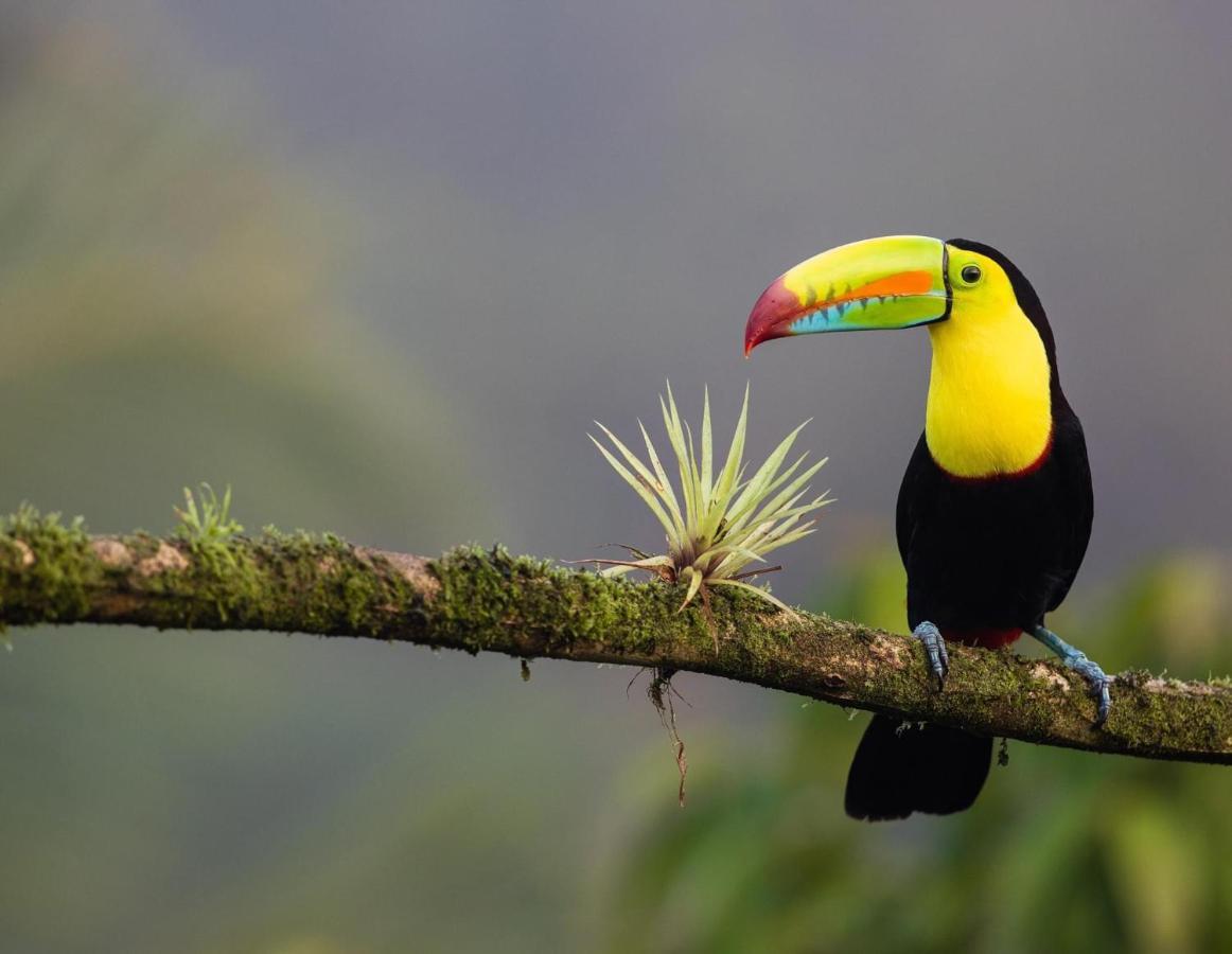 Casa Libertinn Manuel Antonio Zewnętrze zdjęcie