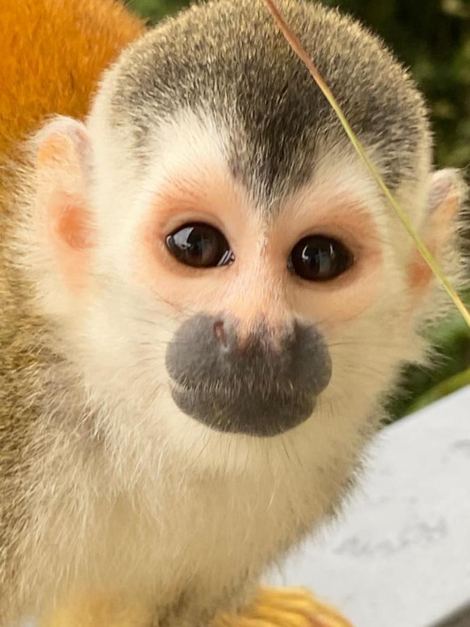 Casa Libertinn Manuel Antonio Zewnętrze zdjęcie