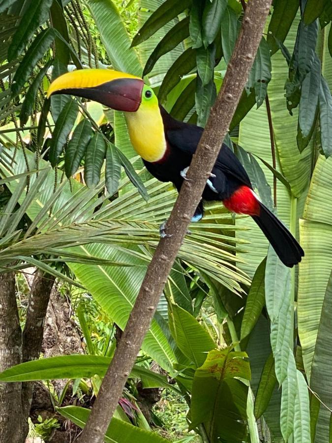 Casa Libertinn Manuel Antonio Zewnętrze zdjęcie
