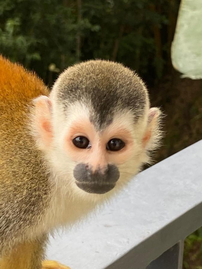Casa Libertinn Manuel Antonio Zewnętrze zdjęcie